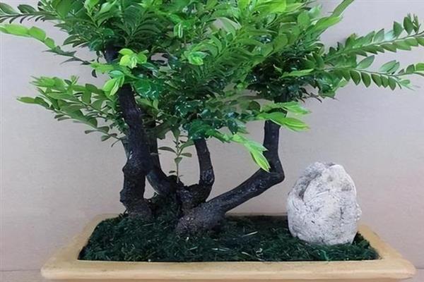 小叶紫檀盆景的修剪方式，花后要及时进行修剪