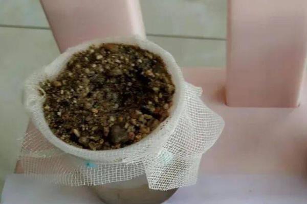 八角树需要多长时间才能结果，最短只需3-4年