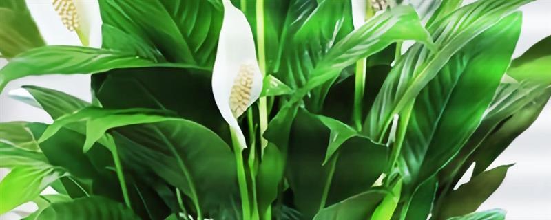 怎么养一帆风顺，喜欢温暖湿润的环境