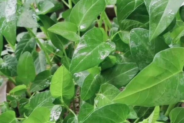 空心菜的种植方法，通常在4-7月种植