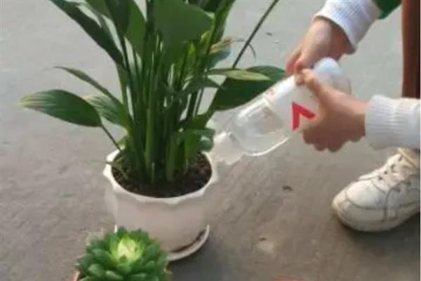 怎么养一帆风顺，喜欢温暖湿润的环境