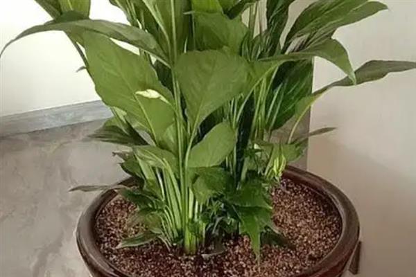 怎么养一帆风顺，喜欢温暖湿润的环境