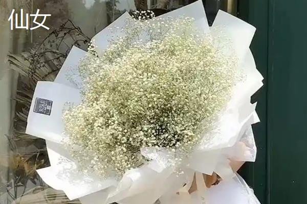 满天星有什么花语，代表清纯、喜欢、思念等含义