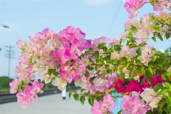 三角梅不开花光长叶子的原因及处理方法，可能是氮肥过多所致