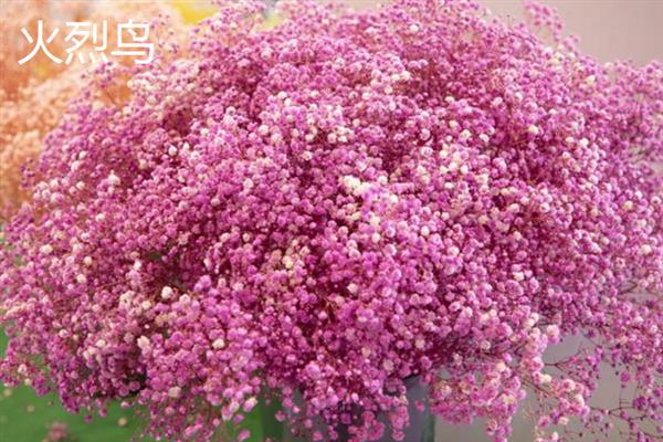 满天星有什么花语，代表清纯、喜欢、思念等含义