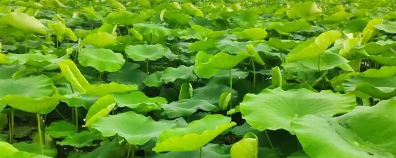 如何种植莲藕，对藕种催芽后再播种