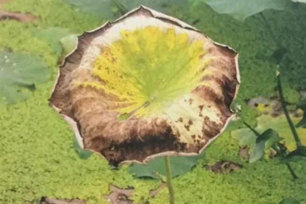 如何种植莲藕，对藕种催芽后再播种