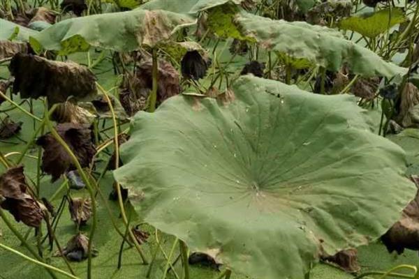 如何种植莲藕，对藕种催芽后再播种