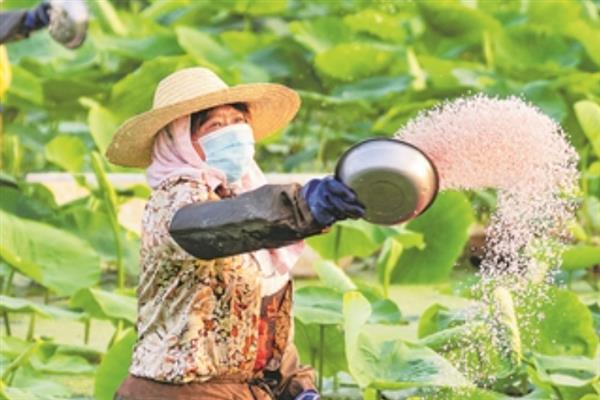 如何种植莲藕，对藕种催芽后再播种