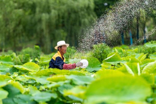 如何种植莲藕，对藕种催芽后再播种