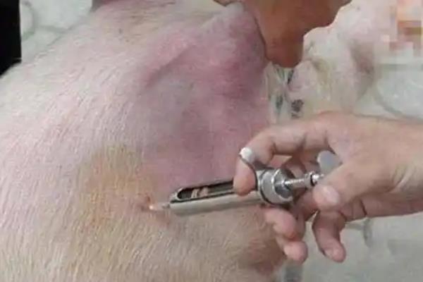 预防猪瘟病如何用药，春秋两季可注射猪瘟兔化弱毒疫苗
