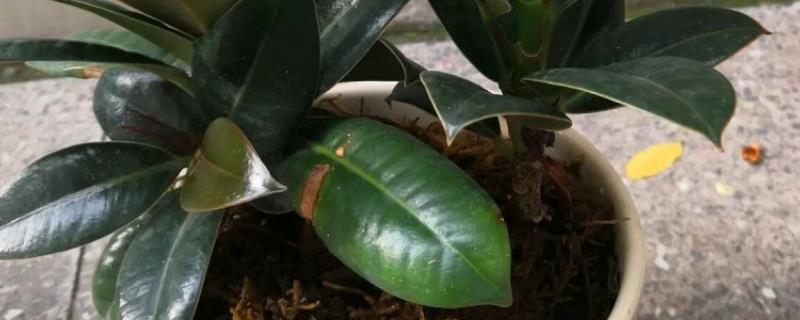 橡胶树盆栽的养殖方法，适宜生长在高温湿润的环境中