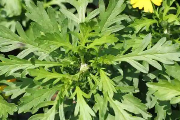 如何种植黄金菊，将种子与细砂混合后再播种