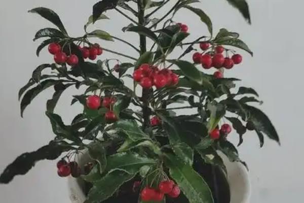 朱砂根花枯萎了如何处理，采取的措施因发生原因而异