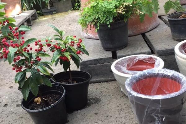 朱砂根花枯萎了如何处理，采取的措施因发生原因而异