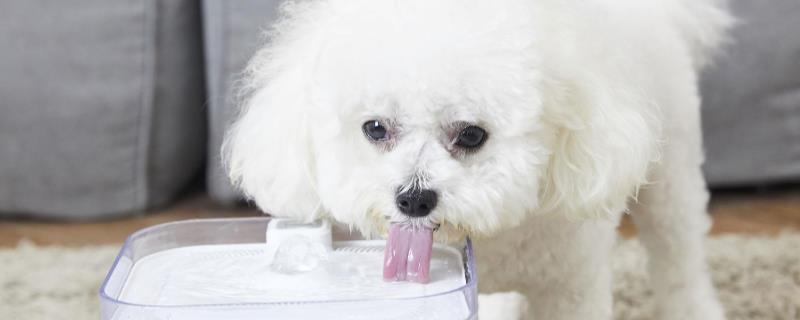 狗的舌头有什么作用，主要用来喝水、降温