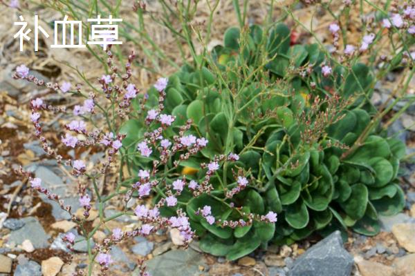 补血草和勿忘我有什么区别，外形、叶片和花朵均不同