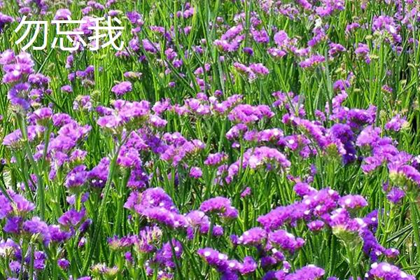 补血草和勿忘我有什么区别，外形、叶片和花朵均不同