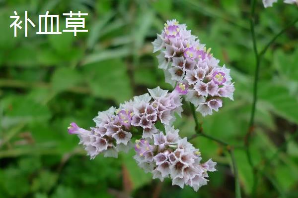 补血草和勿忘我有什么区别，外形、叶片和花朵均不同