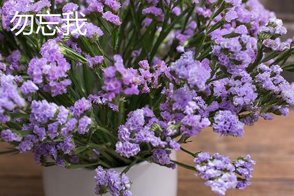 补血草和勿忘我有什么区别，外形、叶片和花朵均不同