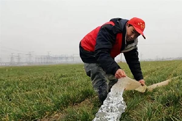 冬小麦死苗防治方法，可适时冬灌