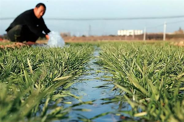 冬小麦死苗防治方法，可适时冬灌