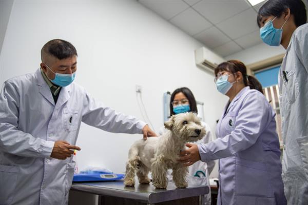 狗狗打喷嚏的原因，可能是异物刺激或鼻腔增生引起的