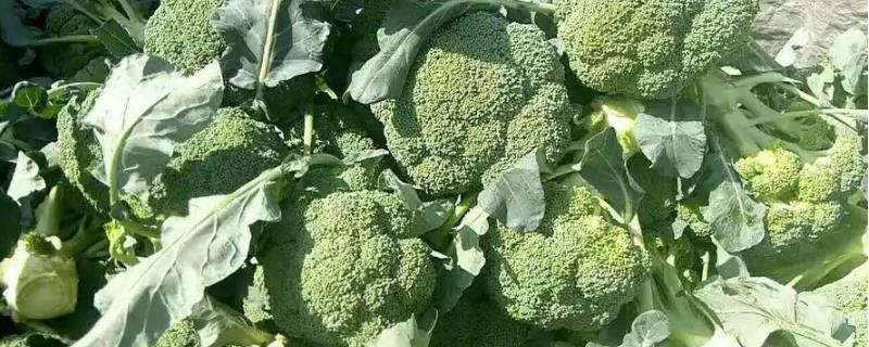 西兰花种子的种植方法，播种之前先消毒浸种