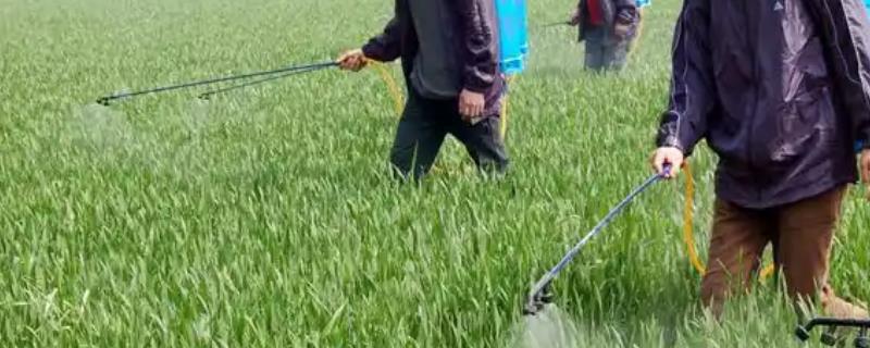 四氯虫酰胺怎么使用，根据害虫类型决定用药量