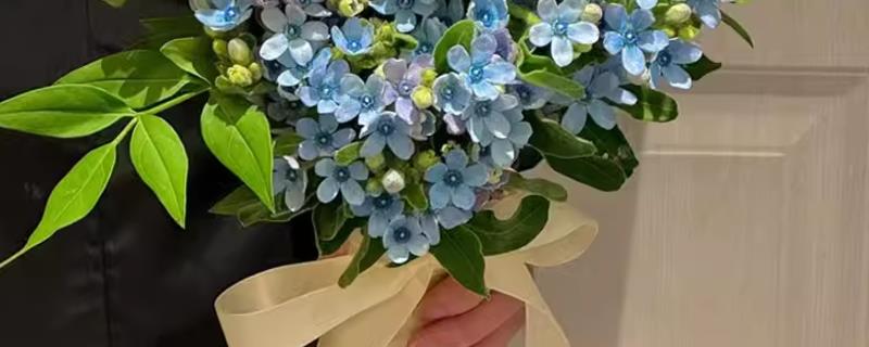 蓝星花有什么花语，代表互信的心、把握当下