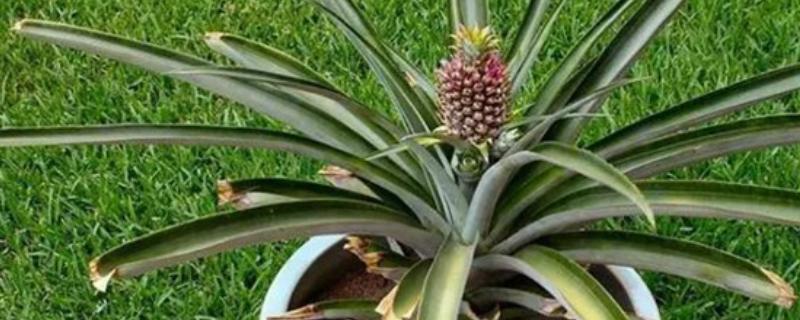 菠萝盆栽种植，要先进行育苗