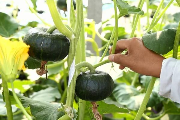 哪些蔬菜适合在4月份种植，包括南瓜、冬瓜、甘蓝等品种