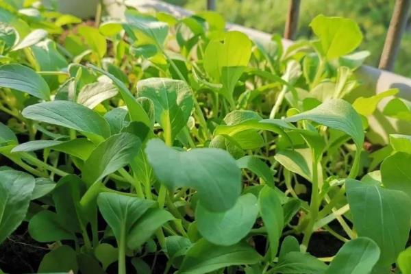 哪些蔬菜适合在4月份种植，包括南瓜、冬瓜、甘蓝等品种