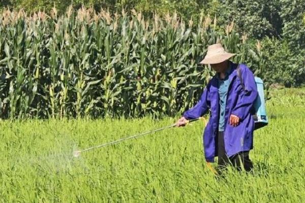 四氯虫酰胺怎么使用，根据害虫类型决定用药量