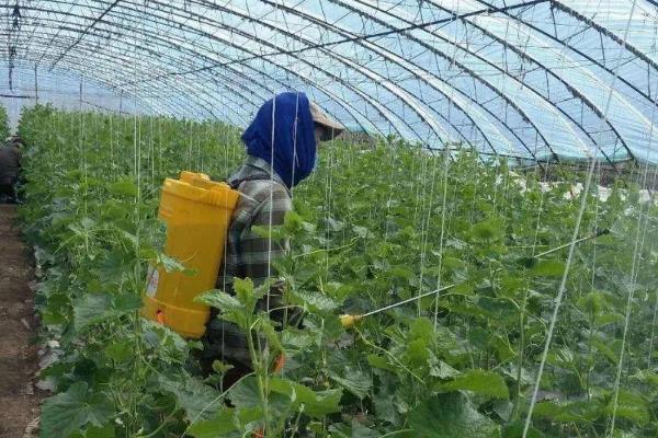 四氯虫酰胺怎么使用，根据害虫类型决定用药量