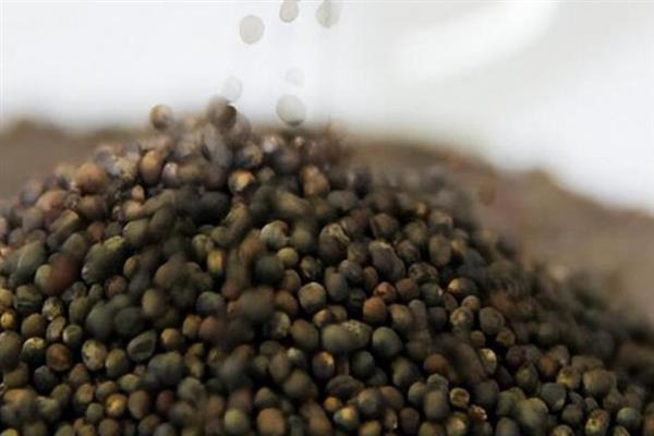 西兰花种子的种植方法，播种之前先消毒浸种