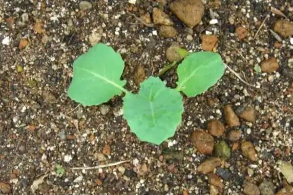 西兰花种子的种植方法，播种之前先消毒浸种