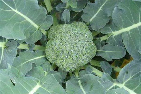 西兰花种子的种植方法，播种之前先消毒浸种