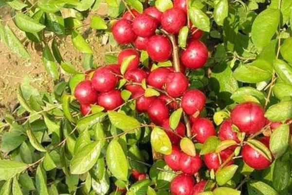 钙果的种植条件，最适宜的PH土壤为7.0-7.5