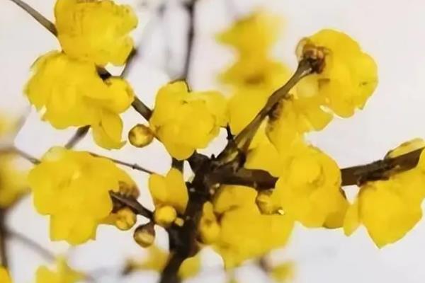 腊梅结果的原因，4-11月份期间会正常结果