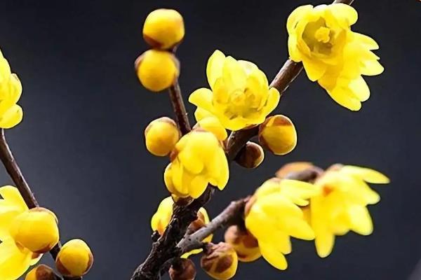 腊梅结果的原因，4-11月份期间会正常结果