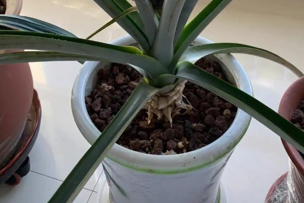 菠萝盆栽种植，要先进行育苗