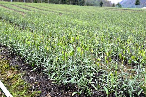 川贝母种子的种植方法，以条播、撒播、点播为主