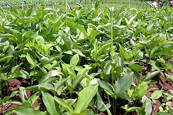 川贝母种子的种植方法，以条播、撒播、点播为主