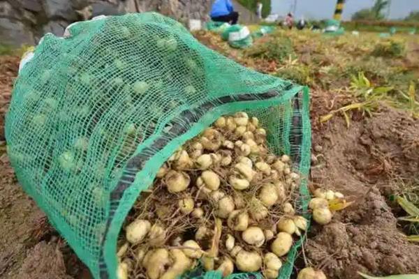 川贝母种子的种植方法，以条播、撒播、点播为主