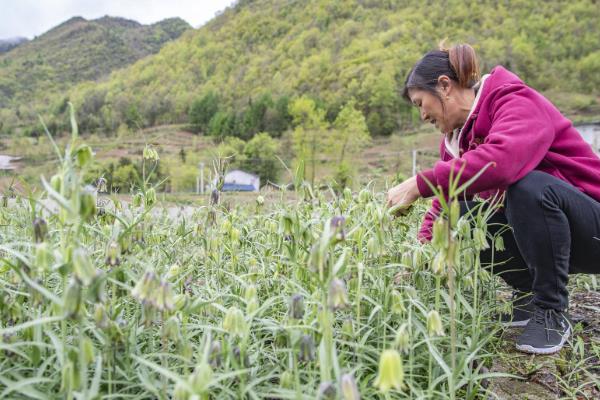 川贝母种子的种植方法，以条播、撒播、点播为主