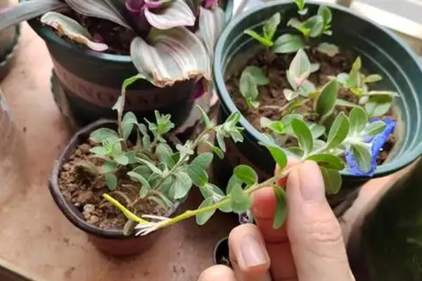 蓝星花有什么花语，代表互信的心、把握当下