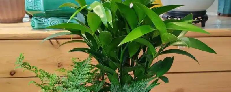 平安竹怎么养，每隔5天左右浇一次水