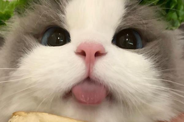 两个月的小猫不吃猫粮如何处理，根据发生原因采取对应措施