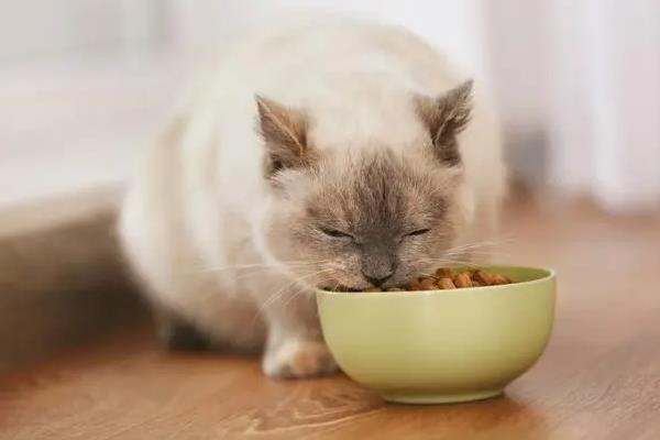 两个月的小猫不吃猫粮如何处理，根据发生原因采取对应措施